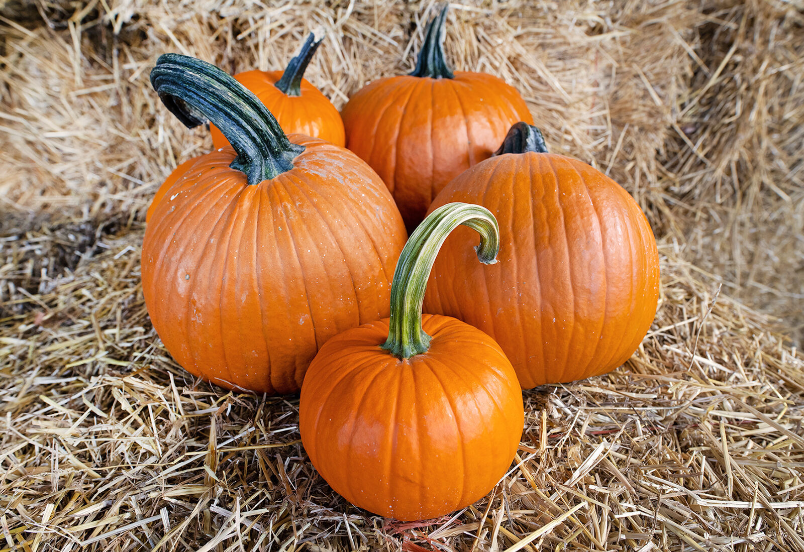Great Pumpkin farm pumpkins
